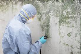 Giddings, TX Mold Removal Company